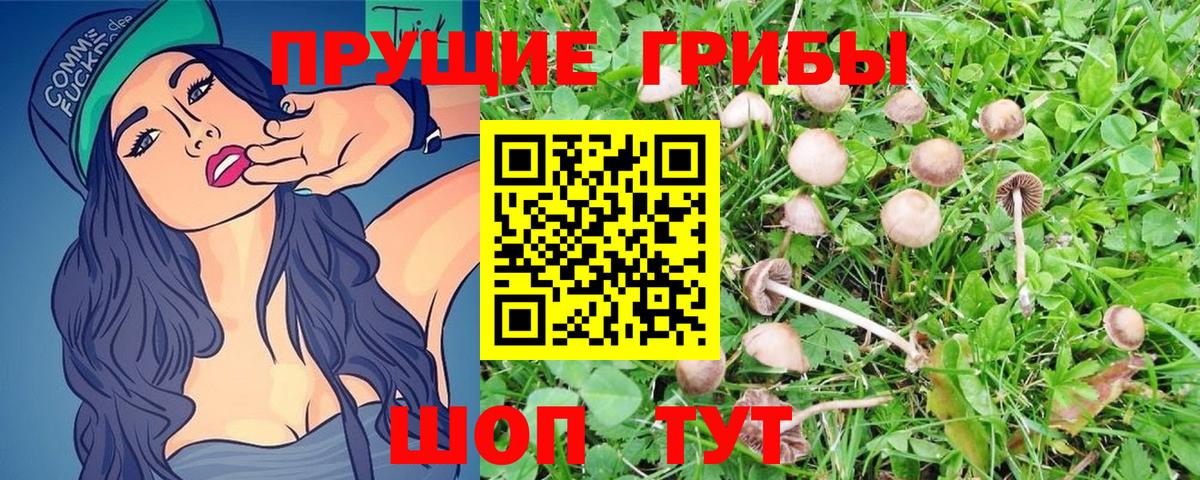 Псилоцибиновые грибы Cubensis Сокол